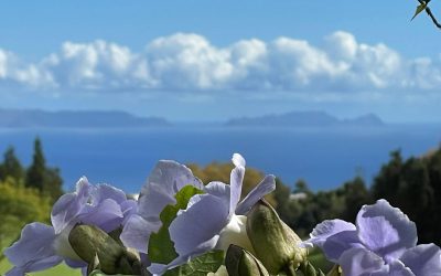 Portugal, Madère – Jardin de Palheiro